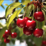 brouwer fruit - kersen verkoop