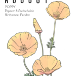 august birth flower