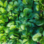 green leafy plant with reddish upper leaves