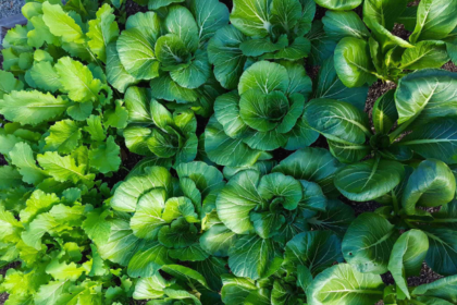 green leafy plant with reddish upper leaves