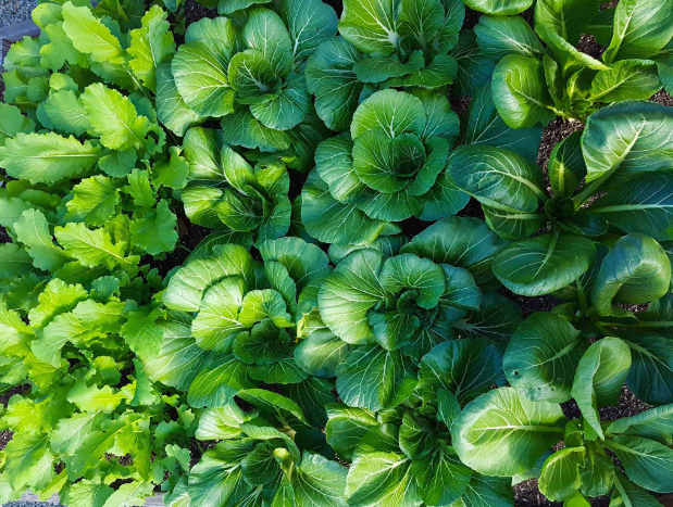 green leafy plant with reddish upper leaves