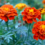 marigold meaning