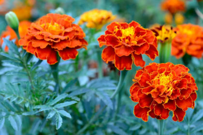 marigold meaning