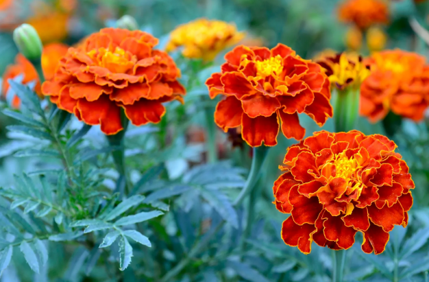 marigold meaning