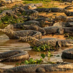 pantanal wetlands crocodiles