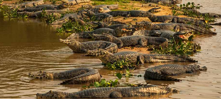 pantanal wetlands crocodiles