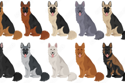 gsd colors